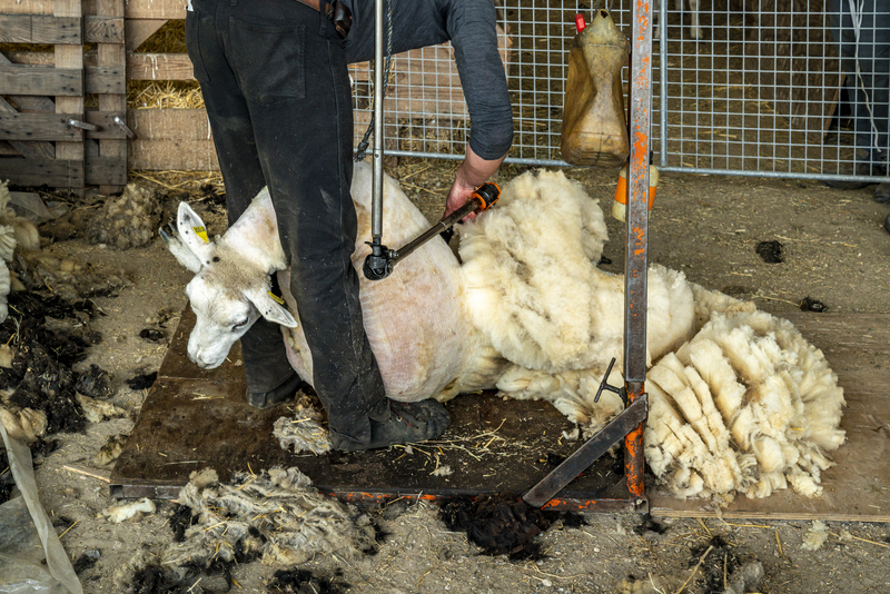 Tonte des moutons à la Ferme de Paris - printemps 2021