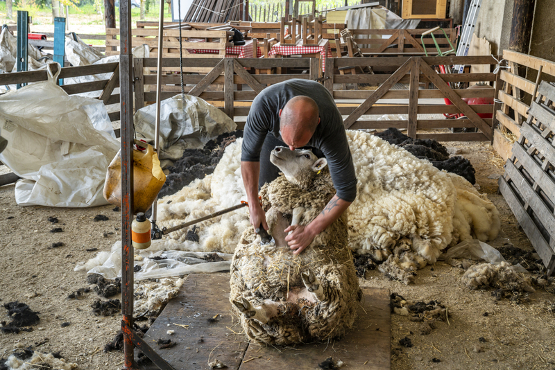 Sheep shearing at Ferme de Paris - Spring 2021