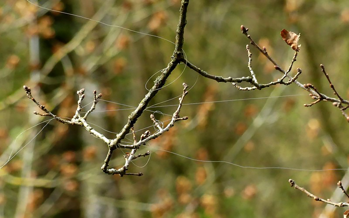 Fil de pêche coincé dans les branches d'un arbre au lac lac des Minimes