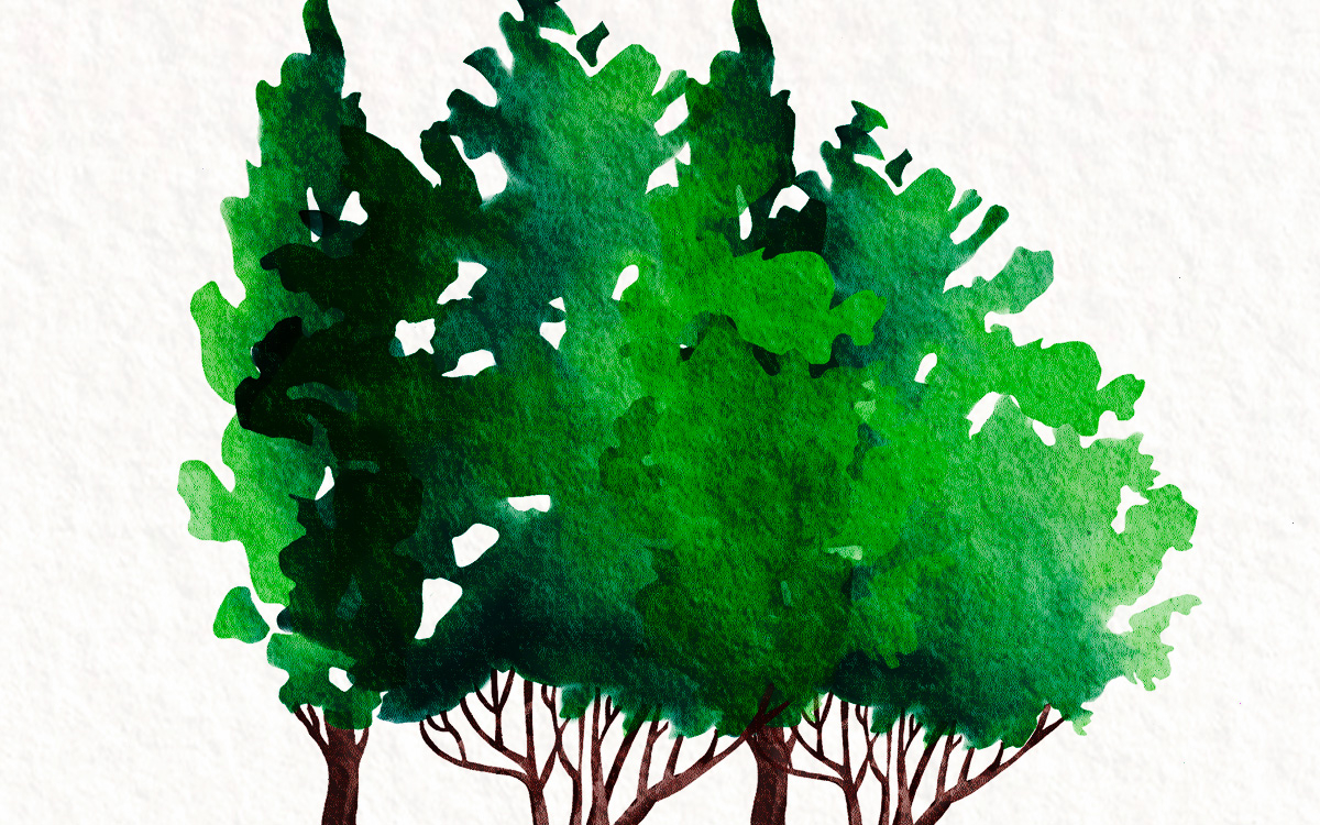 Infographie les arbres en chiffres