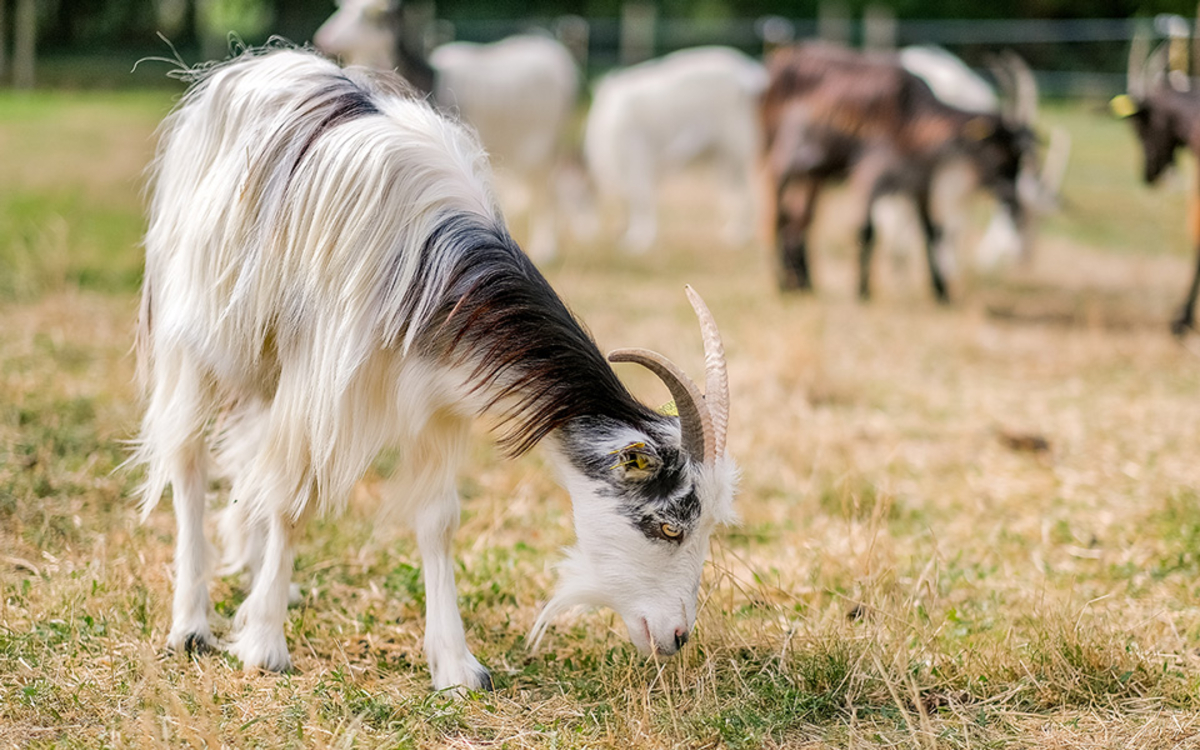 Des chèvres paissent à la Ferme de Paris dans le 12e arrondissement