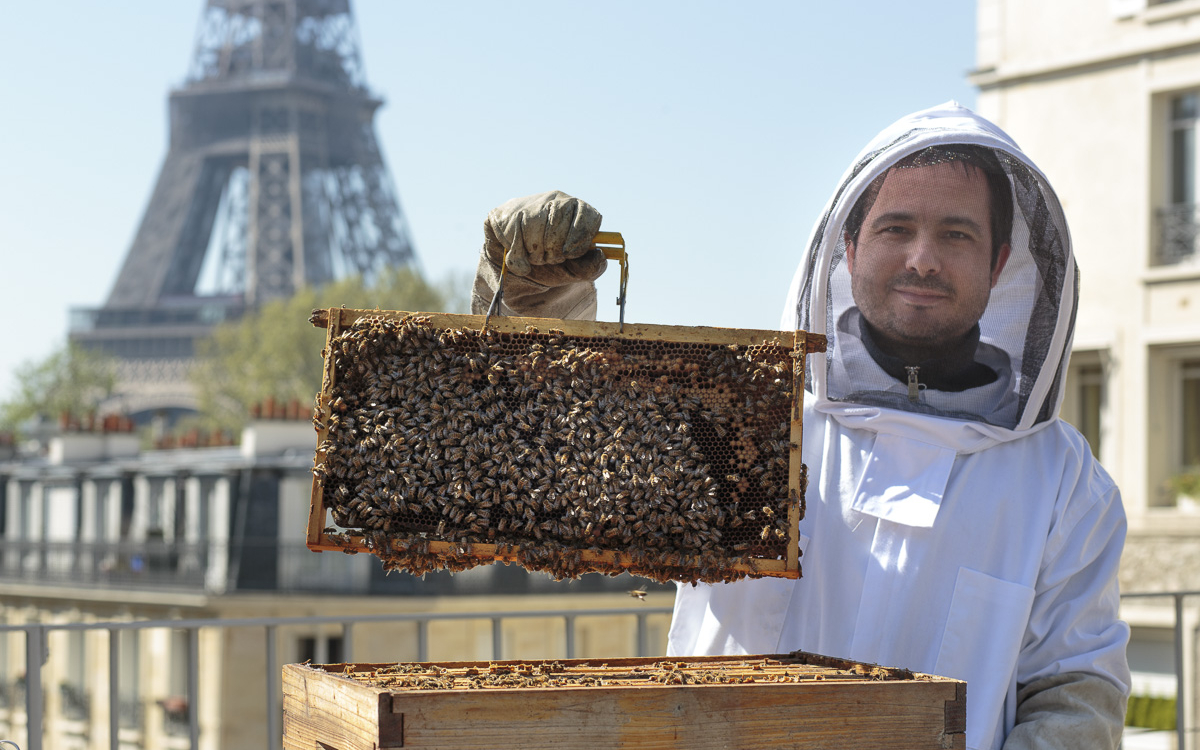 Une ruche urbaine - Mjardiner
