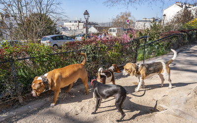Chiens en liberté au sein du square Nadar