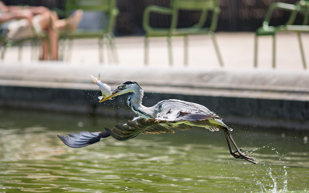Héron cendré volant avec un poisson dans le bec au jardin des Tuileries