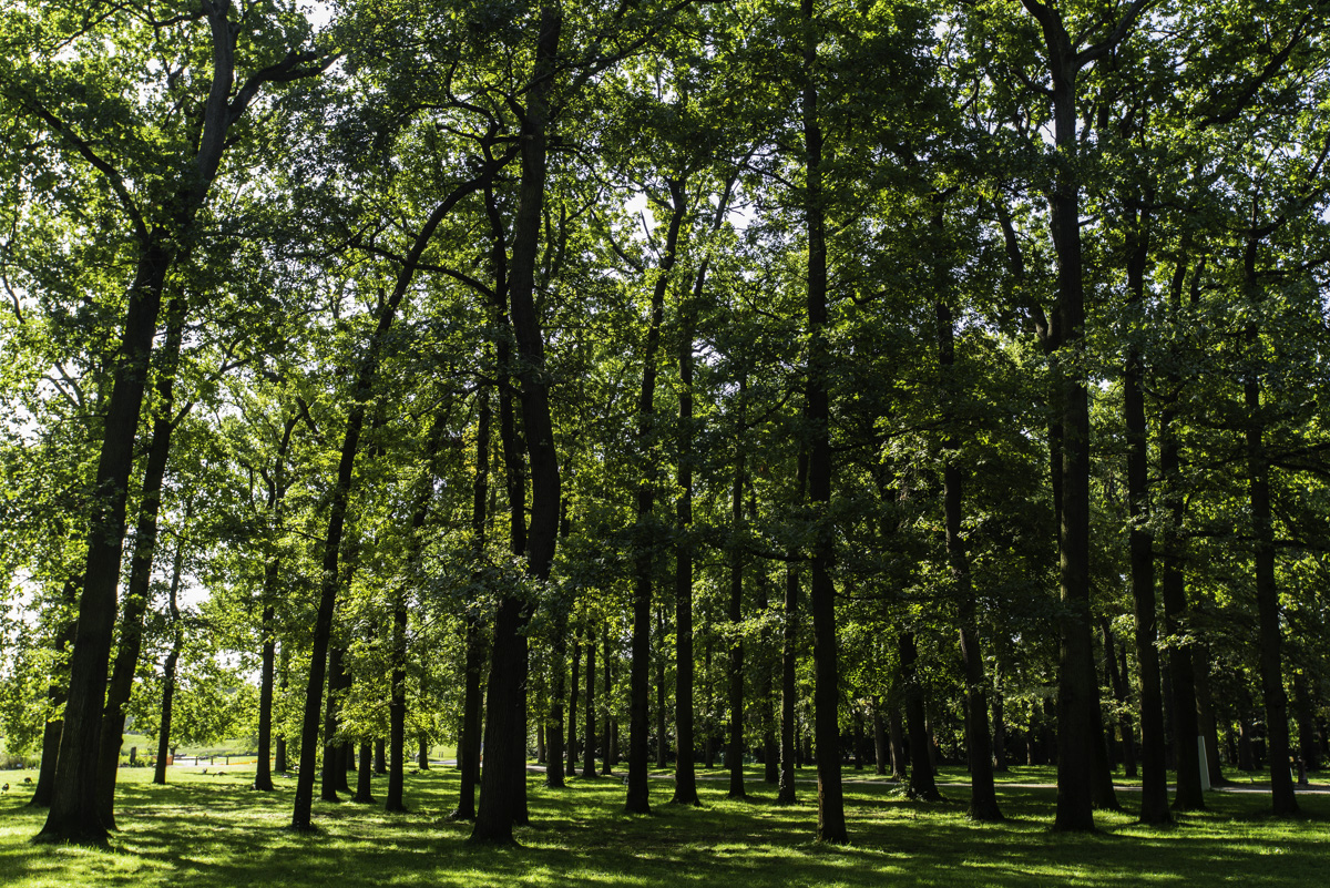 Dans la forêt de chênes, les rayons du soleil percent la couverture feuillue du sous-bois.