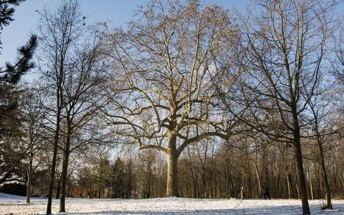 Reconnaître les arbres grâce à leurs bourgeons - Ville de Paris