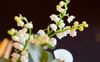 Muguet