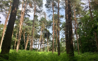 Haute Vallée de Chevreuse : La Haute Vallée de Chevreuse dans les Yvelines, l'un des quatre parcs naturels d'Île-de-France