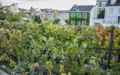 Les vignes de Montmartre