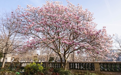 Magnolia en fleurs du jardin des combattants de la Nueve