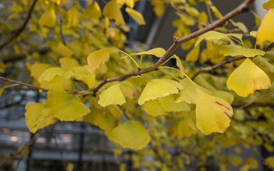 gingko biloba