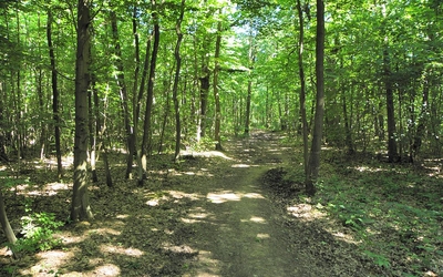 Forêt de Montmorentcy