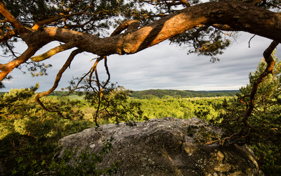 La forêt des Trois Pignons dans le parc naturel du Gâtinais