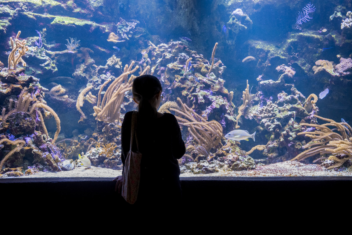 Aquarium tropical du Palais de la Porte Dorée