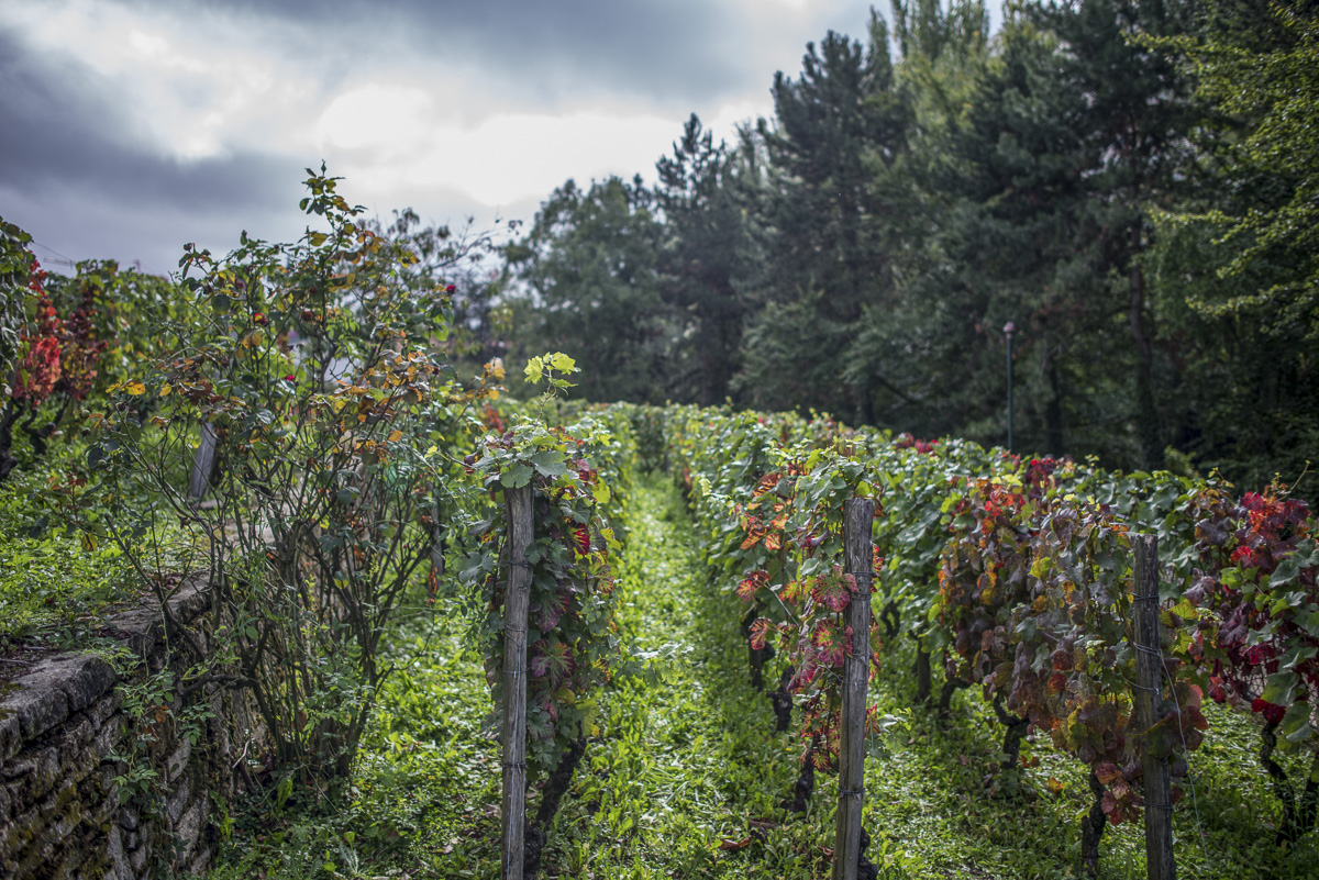 Vendanges participatives Georges Brassens