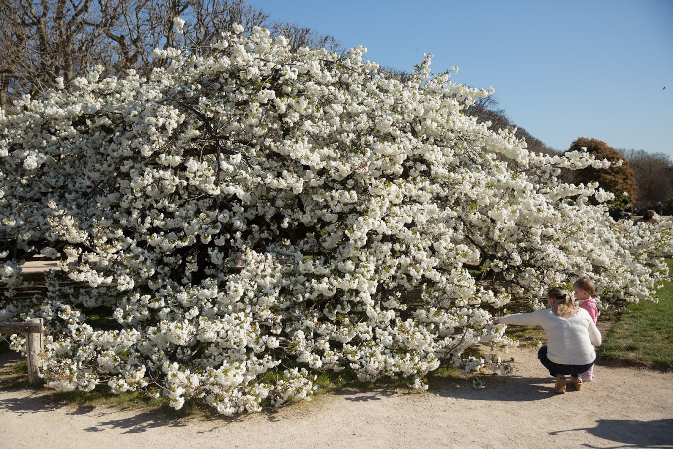 Cerisier japonais du Jardin des Plantes en fleur