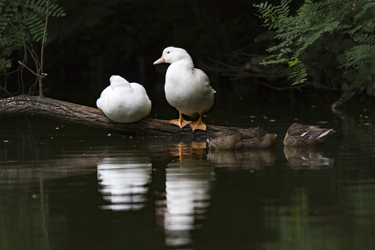 Canards sur le lac des minimes dans le bois de Vincennes