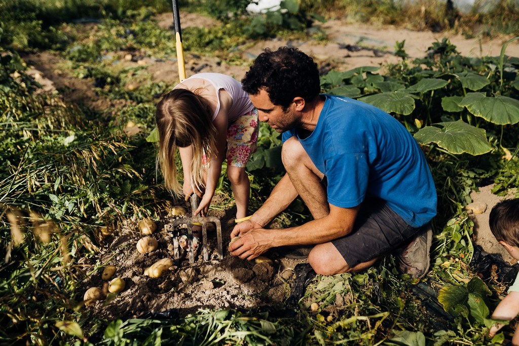 Ramassage des pommes de terre à la ferme