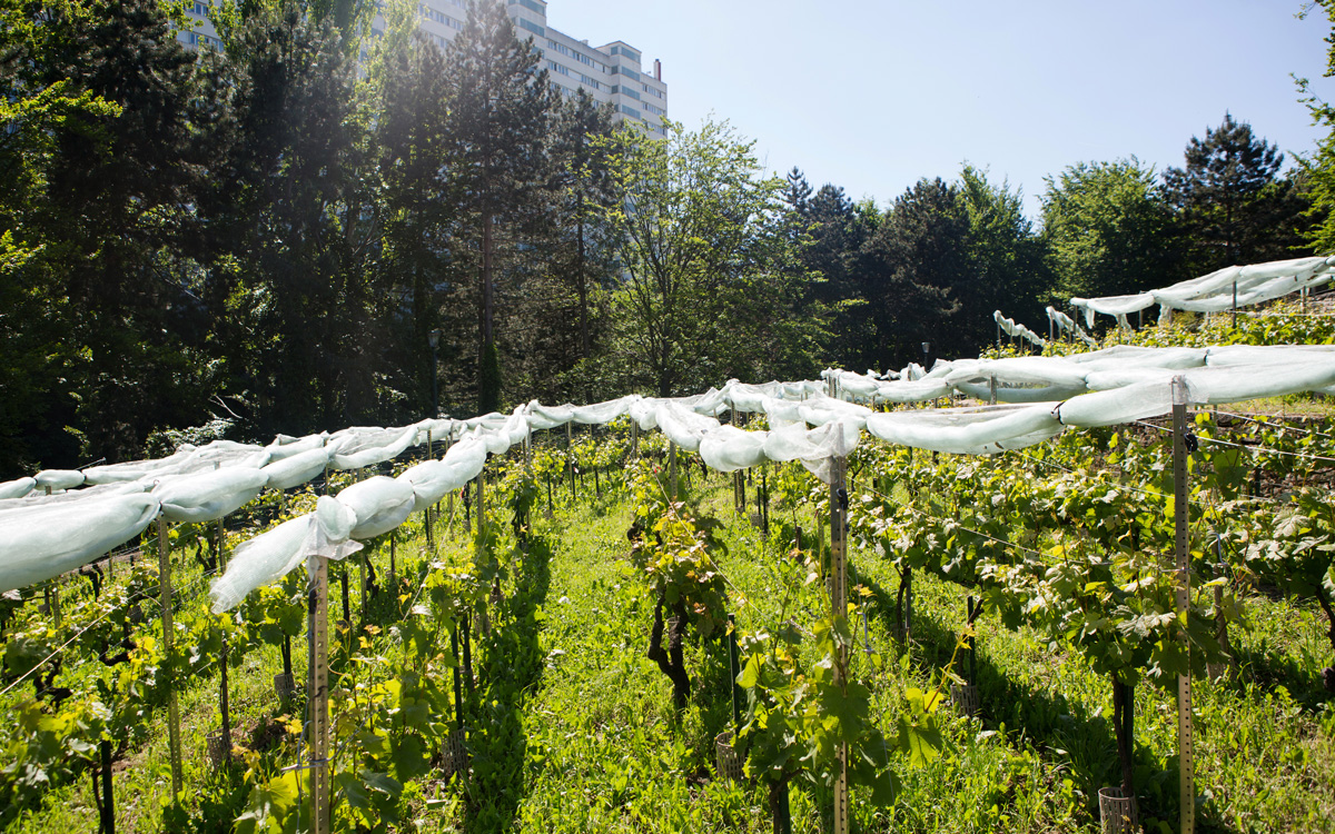 Les Vignes de pinot noir du parc Georges Brassens
