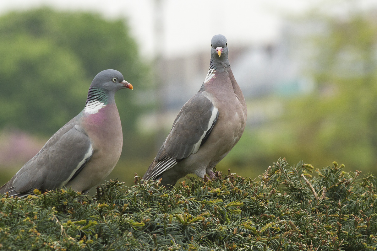 Deux pigeons à Montmartre