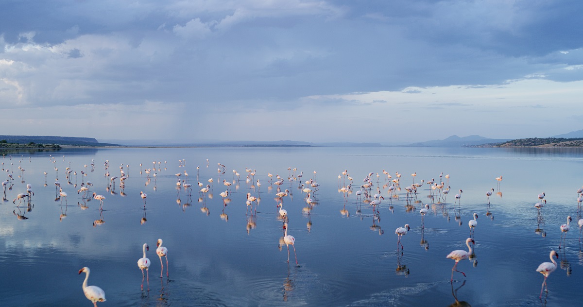 Une colonie de flamants nains (Phoeniconaias minor) sur le Lac Magadi, au sud du Kenya