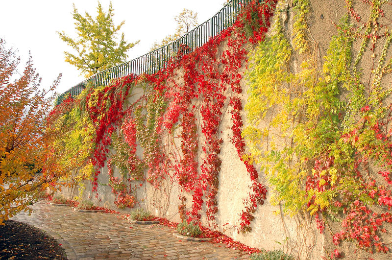 Mur végétalisé du Parc de Belleville