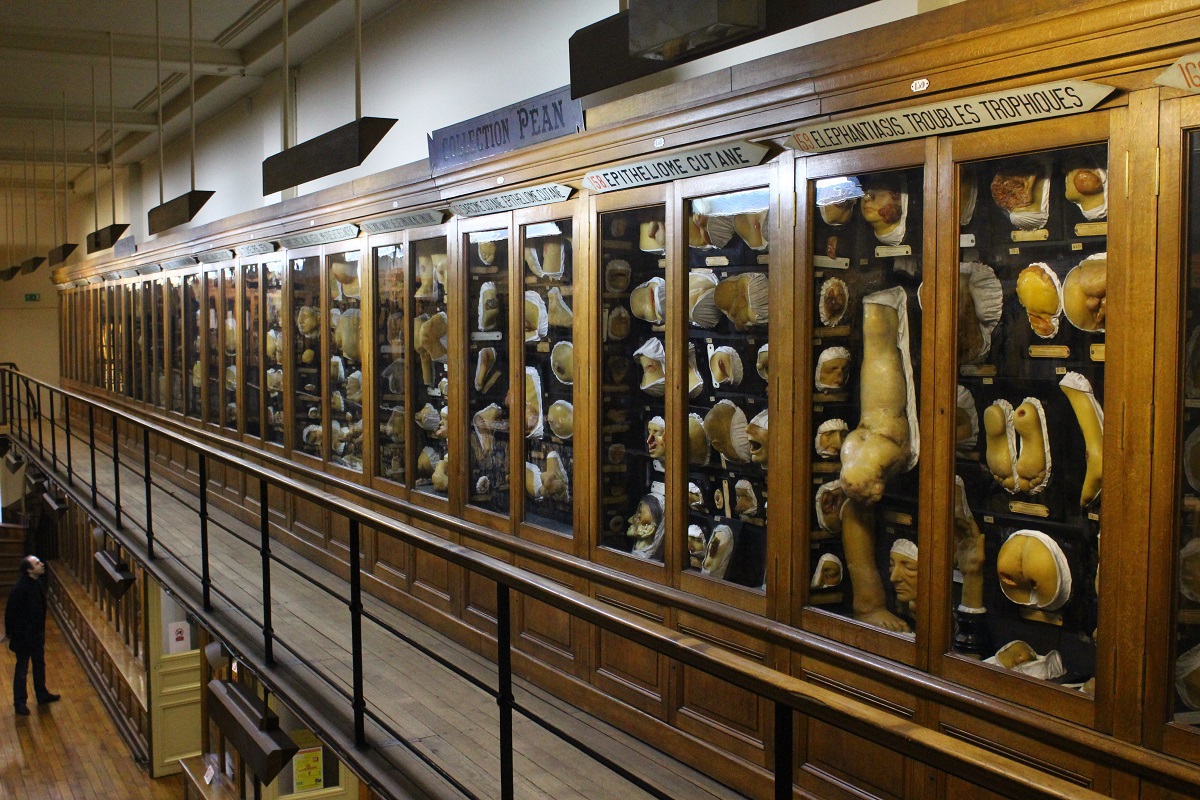 Le cabinet de curiosités d'un collectionneur éclairé aux enchères à Paris