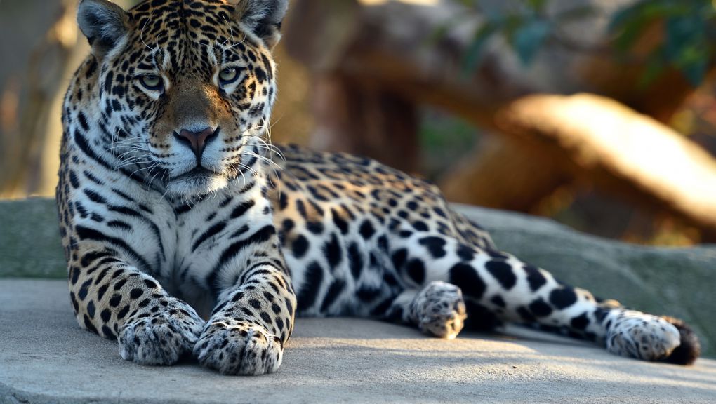 Simara, la femelle jaguar