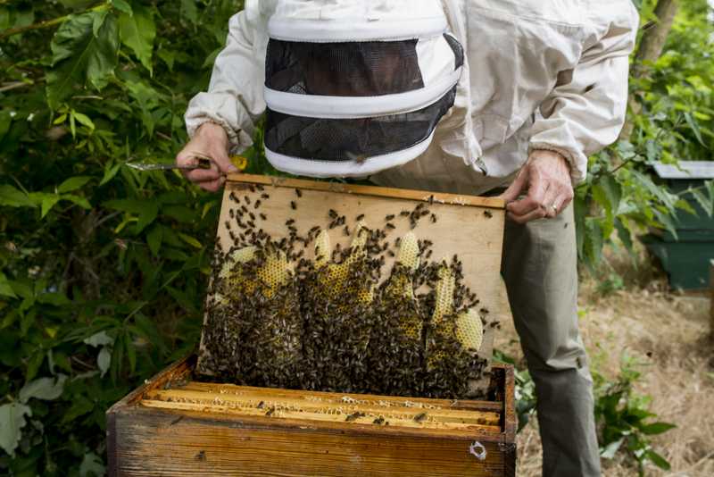 Cadres et abeilles, récolte de miel