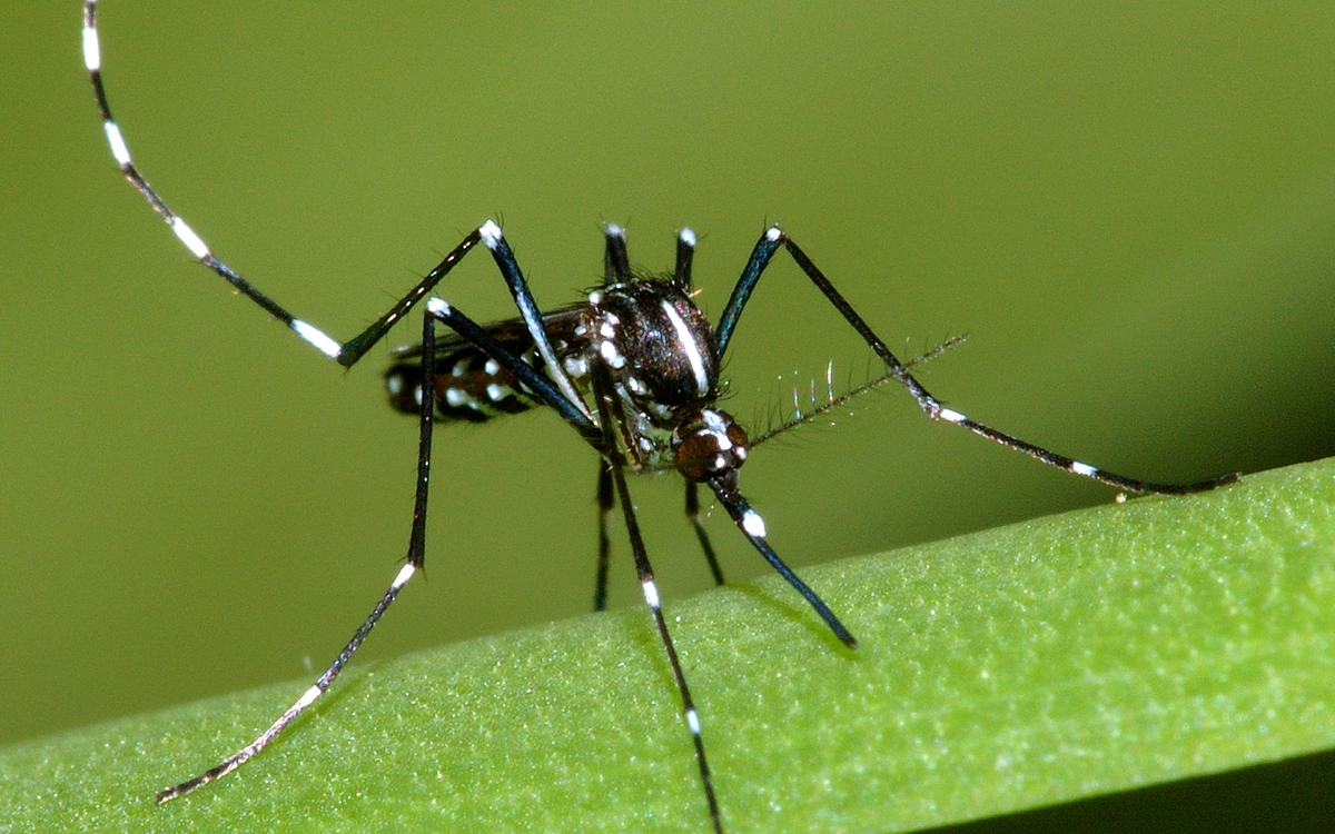 Moustique tigre (Aedes albopictus)