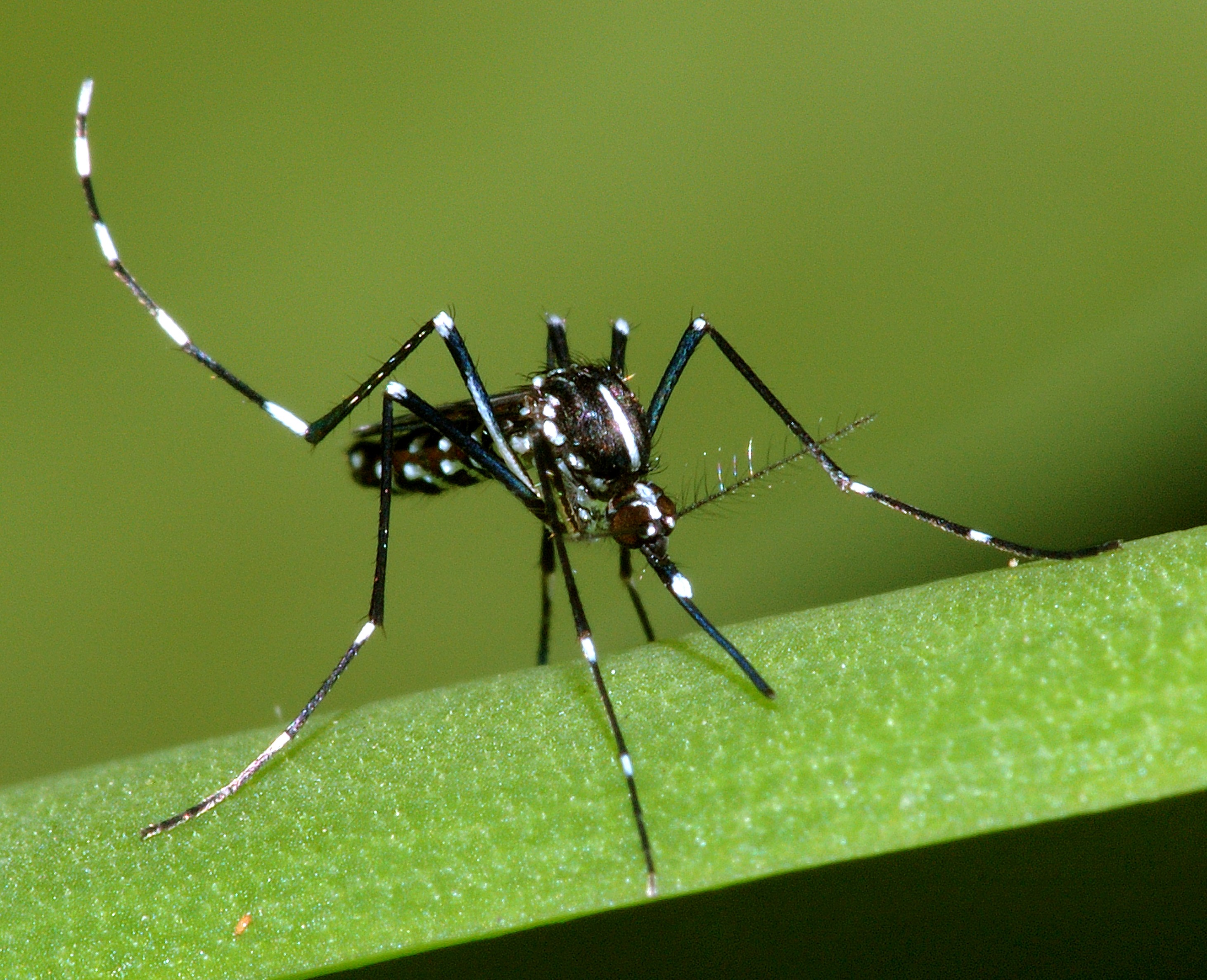 Moustique tigre (Aedes albopictus)