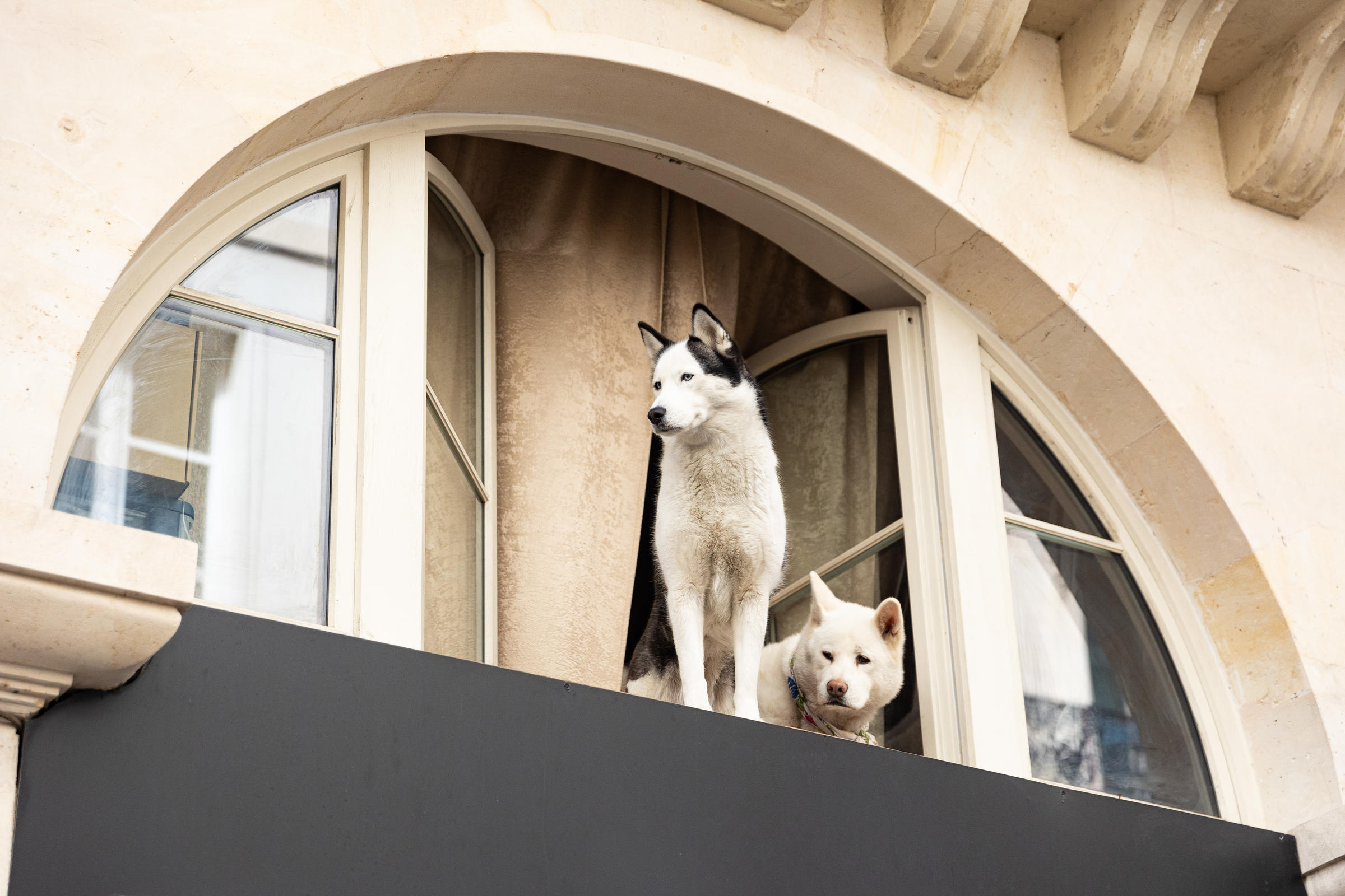 Deux chiens en observation depuis une fenêtre d'un immeuble. 