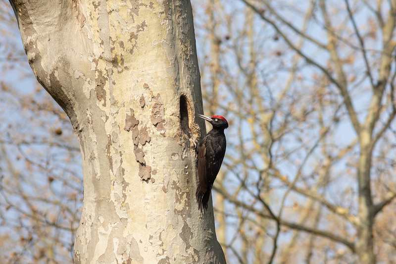 Pic noir (Dryocopus martius); longeur : 47 cm; bois de Boulogne