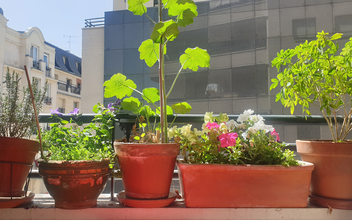 Balcon fleuri avec des pots et une jardinière