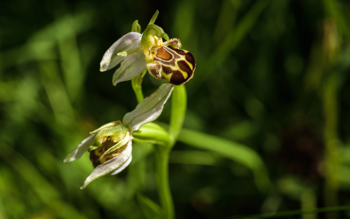 Orchidée phrys abeille