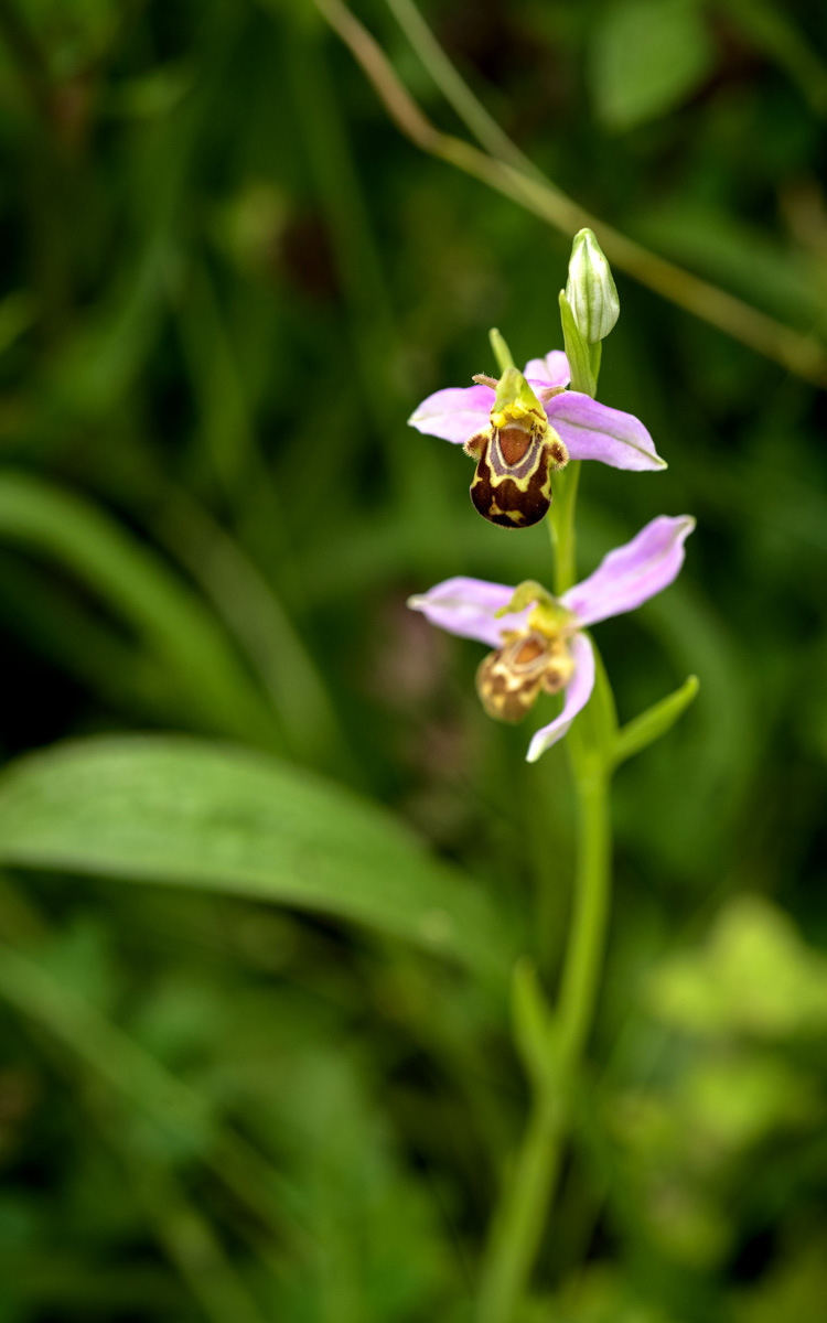 Orchidée sauvage dont le pétale inférieur imite l'aspect d'une abeille