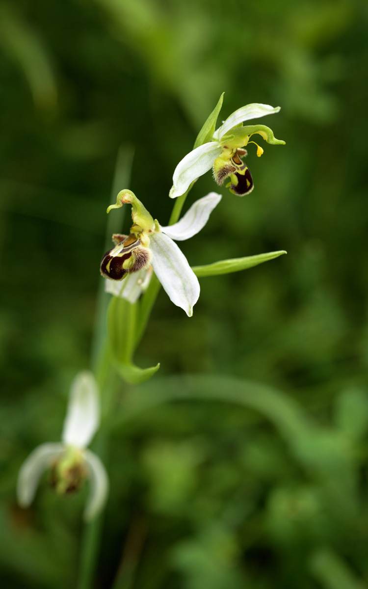 orchidée sauvage