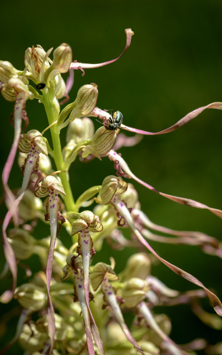 Orchidée sauvage 