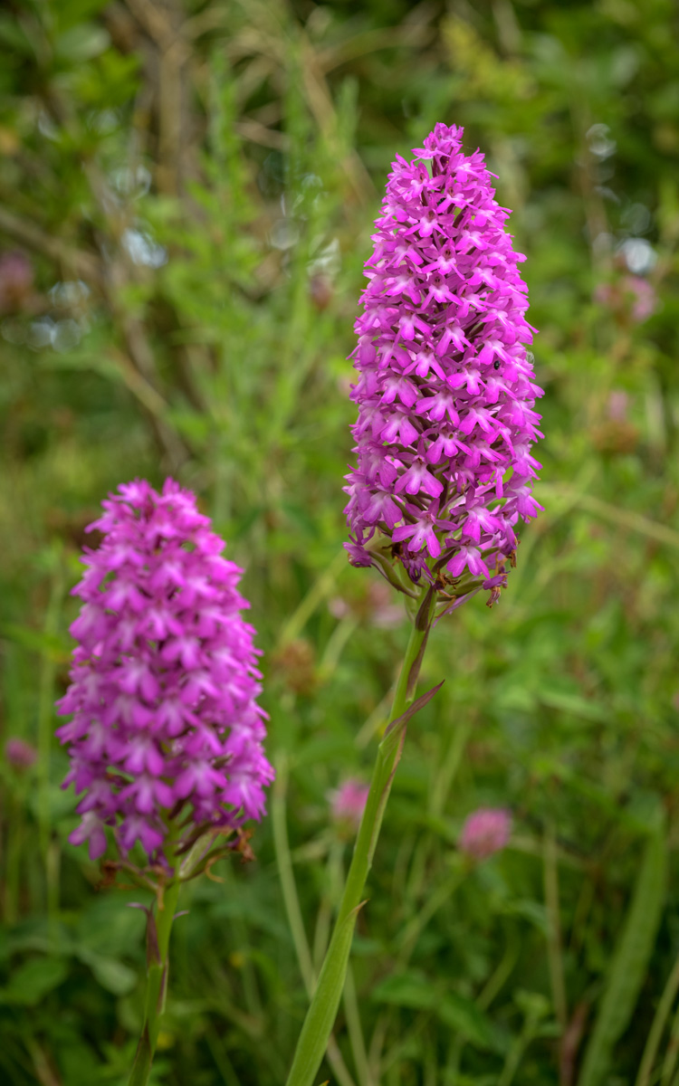 Orchidée sauvage mauve en forme de pyramide