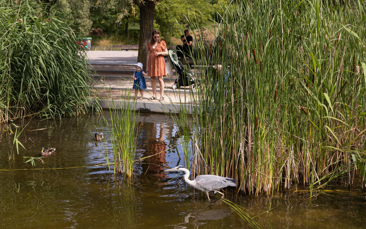 Héron cendré au parc Clichy-Batignolles - Martin-Luther-King (17e)