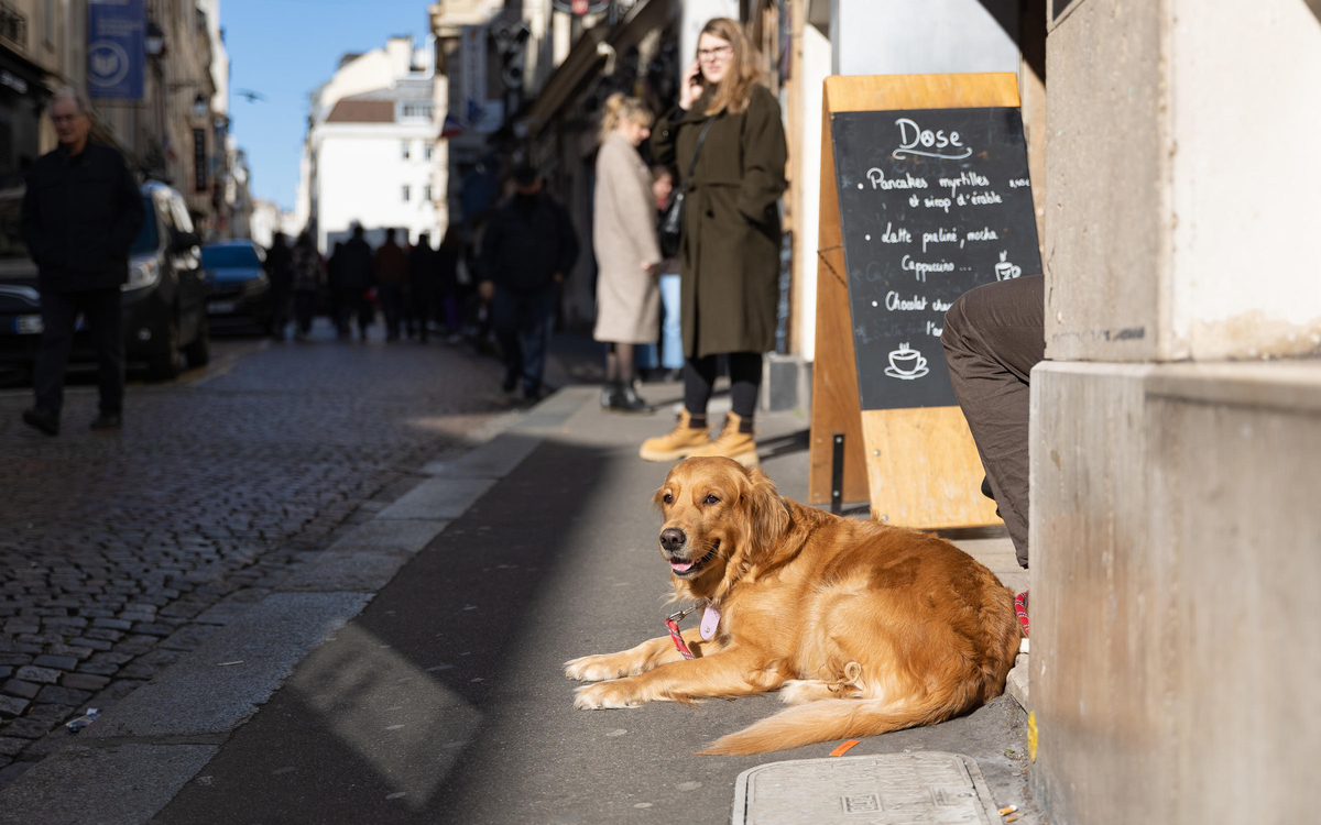 Un chien prend le soleil rue Mouffetard (5e)