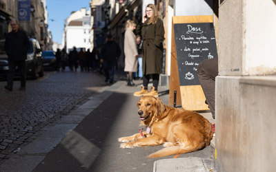 Un chien prend le soleil rue Mouffetard (5e)