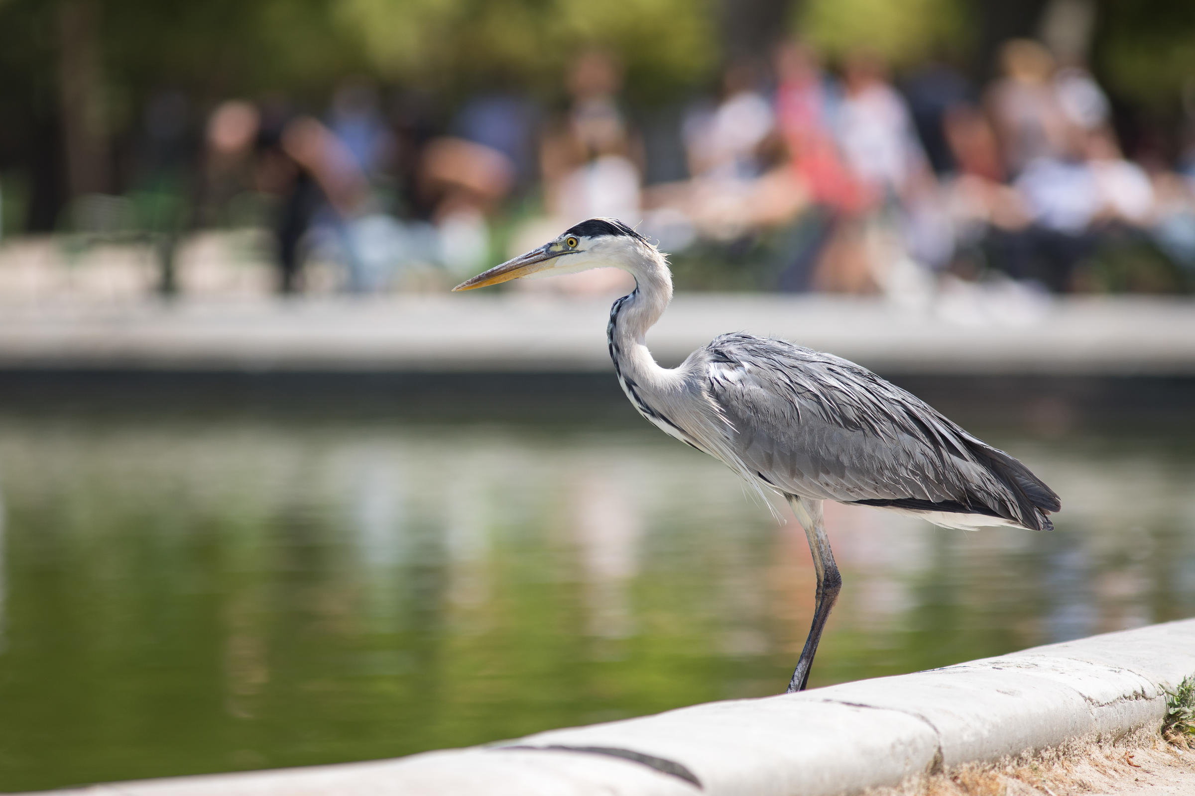 Héron cendré au jardin des Tuileries