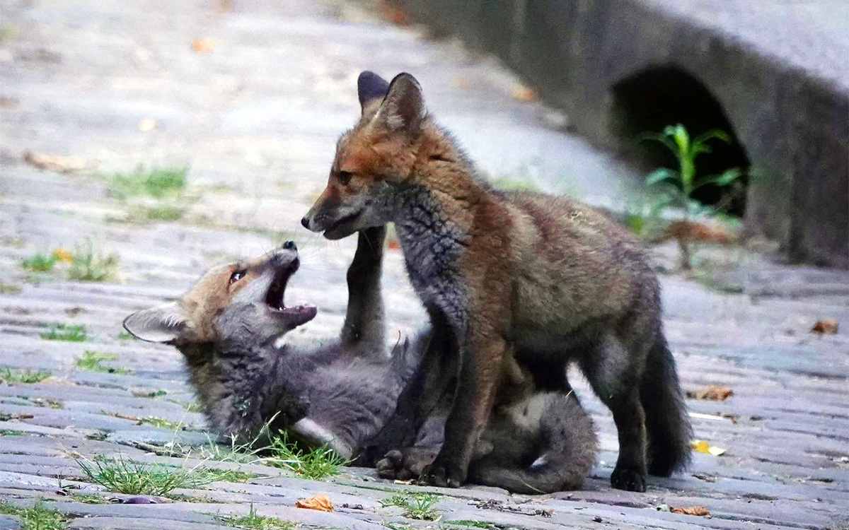 Renardeaux jouant dans les allées du cimetière du Père-Lachaise