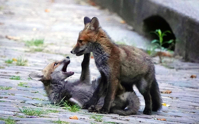 Renardeaux jouant dans les allées du cimetière du Père-Lachaise