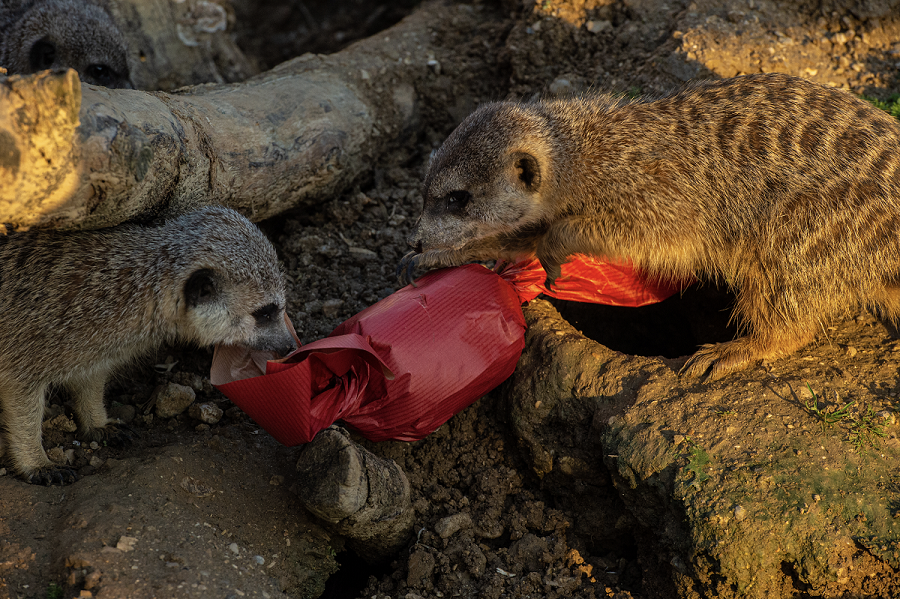 Noël Suricates au Parc Zoologique de Paris