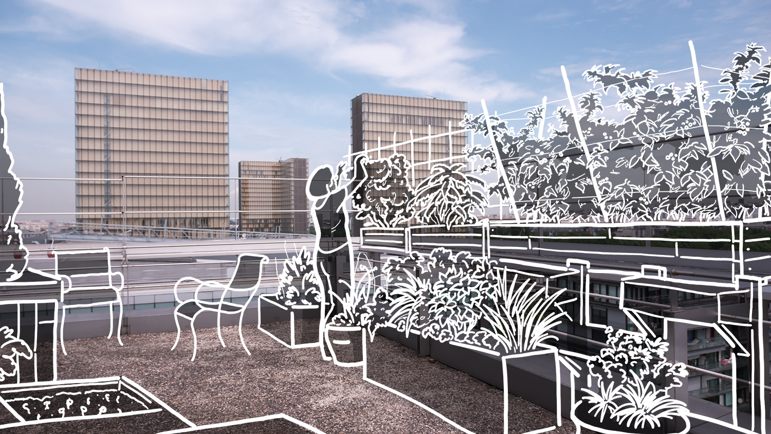 Dessin sur photographie d'une culture d'un potager urbain.