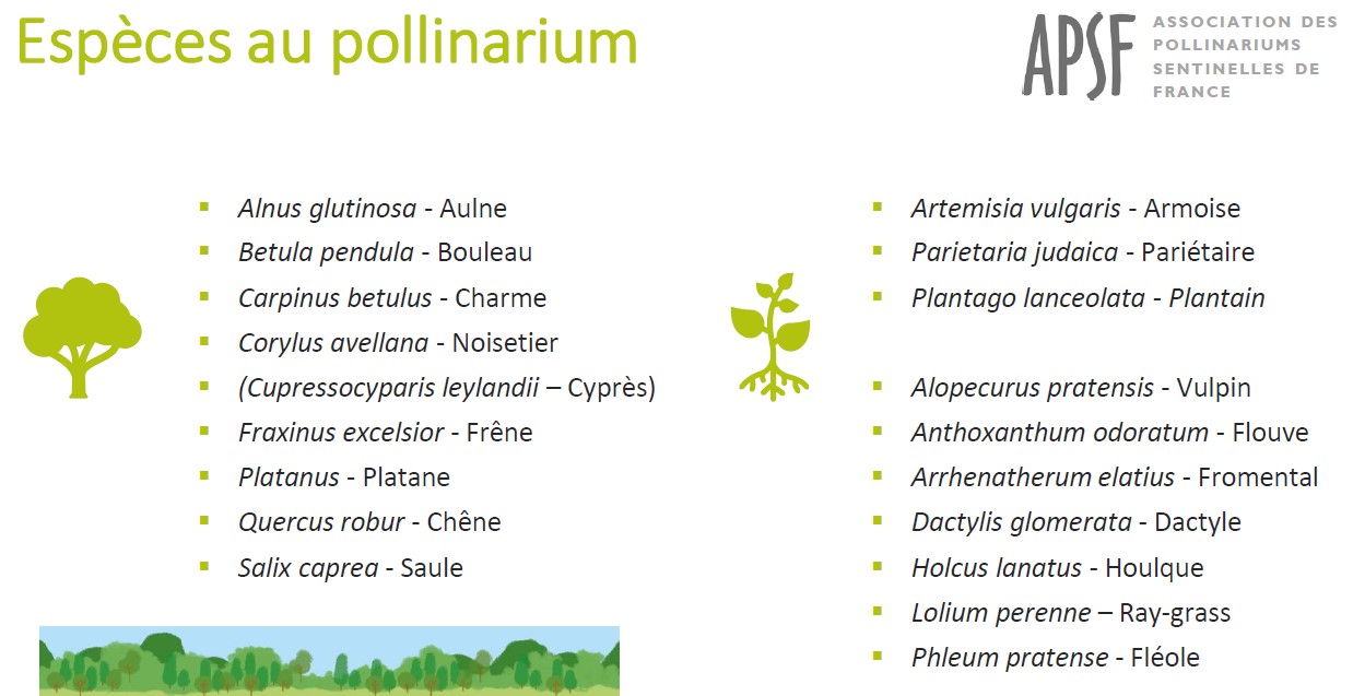Especies presentes en el Pollinarium sentinelle® de París: 9 especies de árboles y 10 plantas herbáceas