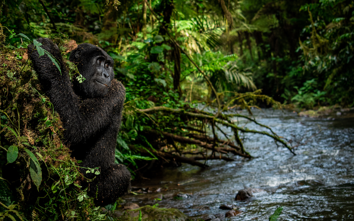 Gorilla by the water