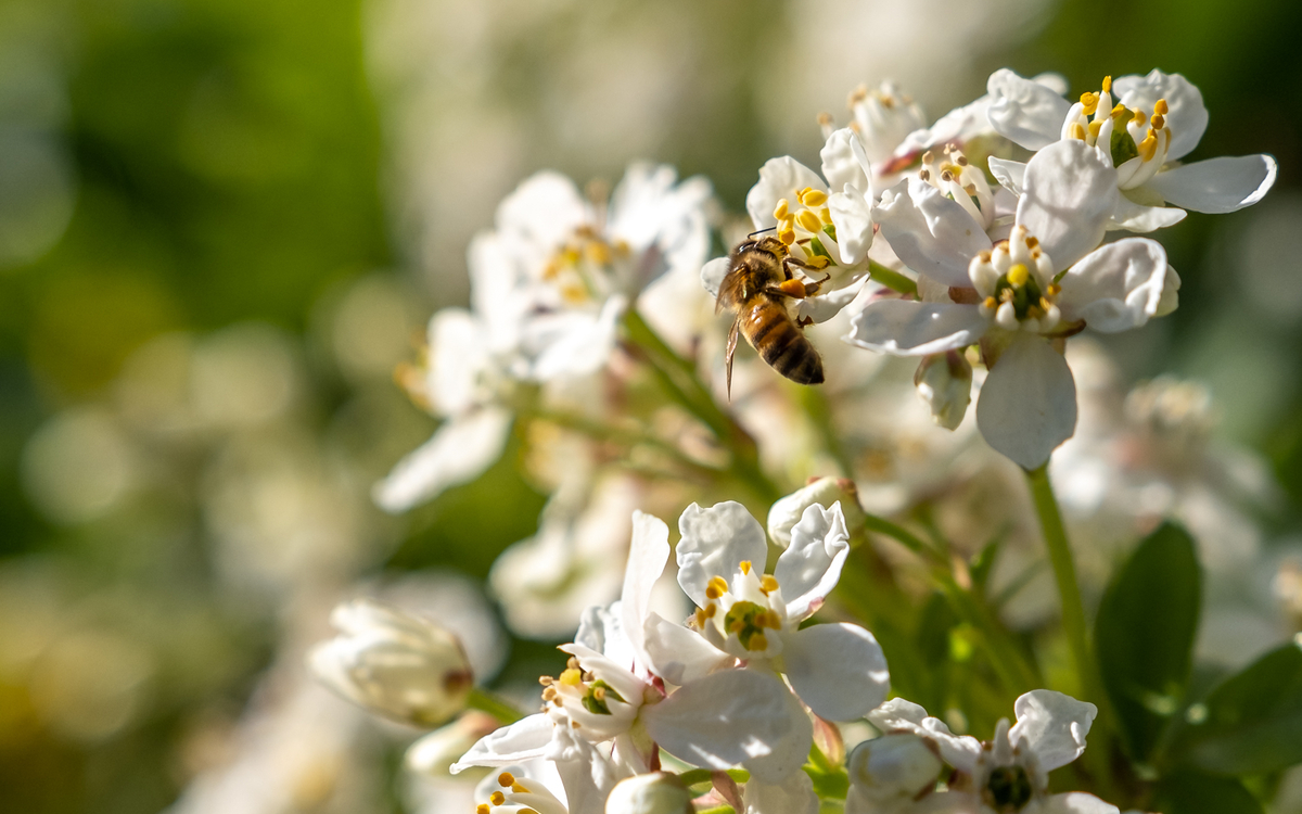 Square des Batignolles, abeille